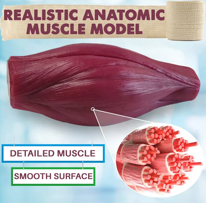 Medical Science Artificial Soft Lbs Fat Model and Human Muscle Model for Anatomy and Physiology Students CE/ISO