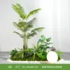 Type b-areca palmier-vert plante lan