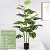 1.5-meter tall, 3-stem Monstera deliciosa with 27 leaves