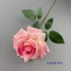 Grande Rose à Cornes - Rose