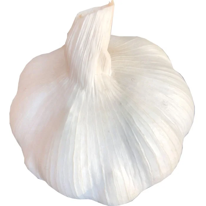 China  Chinese Normal White pure white Fresh Garlic New Crop 2020