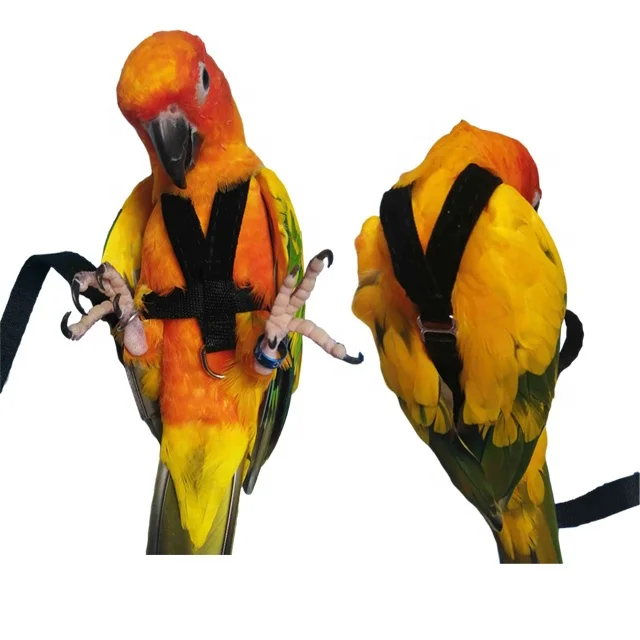 Parrot Harness Aviator Harness And Leash Sun Conure Bird Leash And