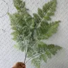 Foglia di Felce Verde