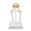 B103-6 Dog Pelvis