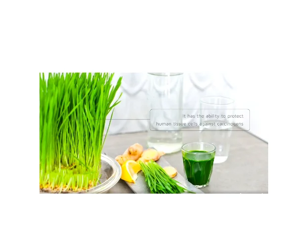 Hot Selling 100% Pure Barley Leaf Juice Powder Organic Green Barley Grass Juice Powder manufacture