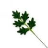 Hoja de helecho pequeña verde oscuro