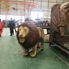 león