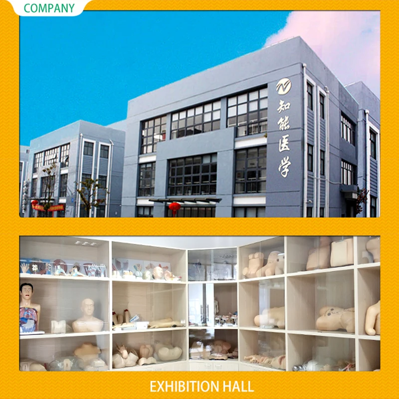 
CPR260 медицинские науки человеческого появления электронные половина тела медицинские манекены для тренировки cpr 