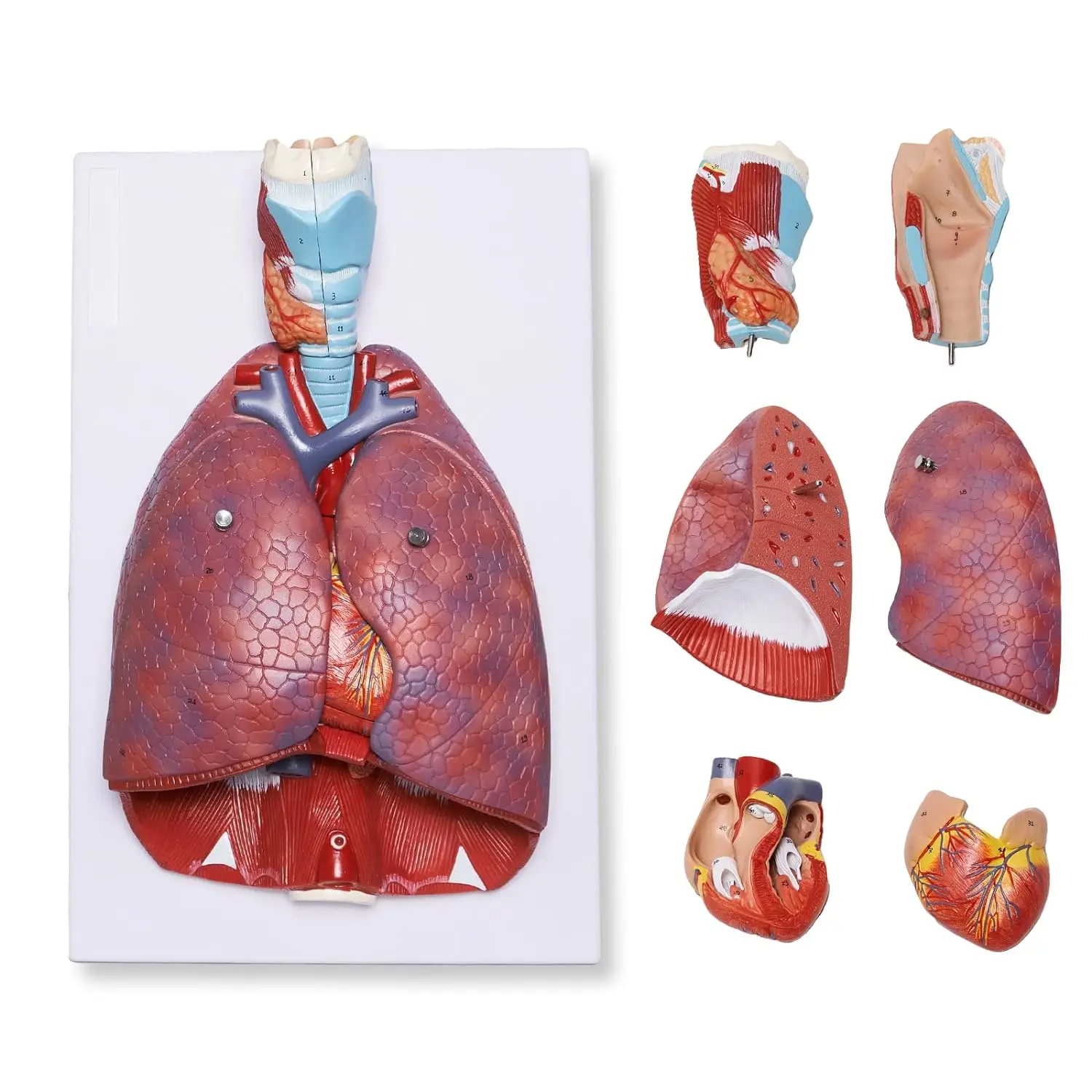 Human Lung Model Respiratory System Model with 51 Parts Indication ...
