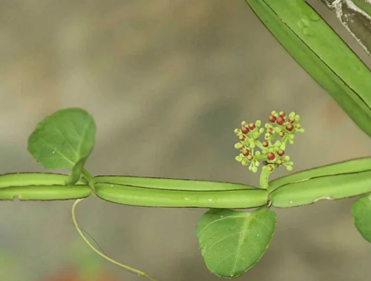 Высококачественный травяной порошок циссуса четырехугольного, органический экстракт циссуса четырехугольного