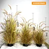 Autumn-colored foxtail grass bonsai