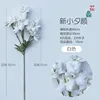 New Little Evening Glory, White