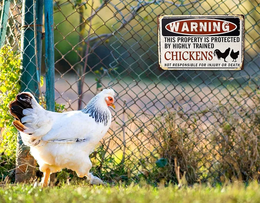 Fun 12\"x8\" Tin Signs Funny Chicken Coop Warning Sign UV Printed Outdoor Chicken House Decor Metal Gift for Chicken Lovers
