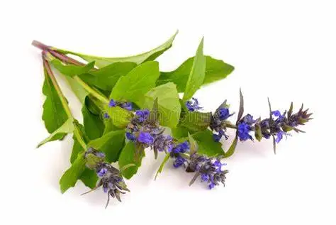 Заводская поставка, Туркестанский экстракт Ajuga, чистый порошок туркестерона 2% 10%