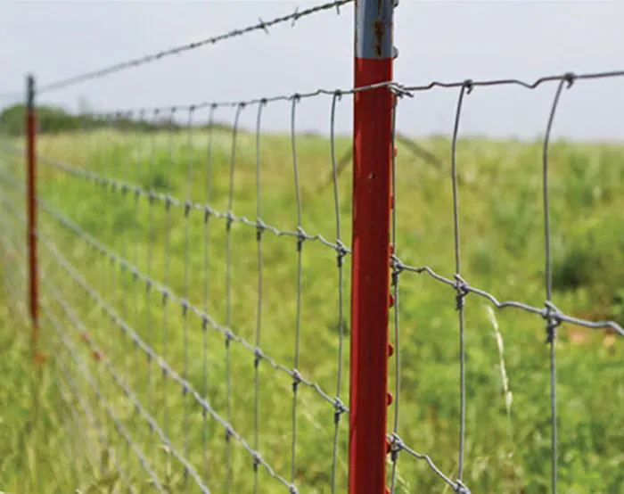 30,000+ Barbed Wire Fence Pictures