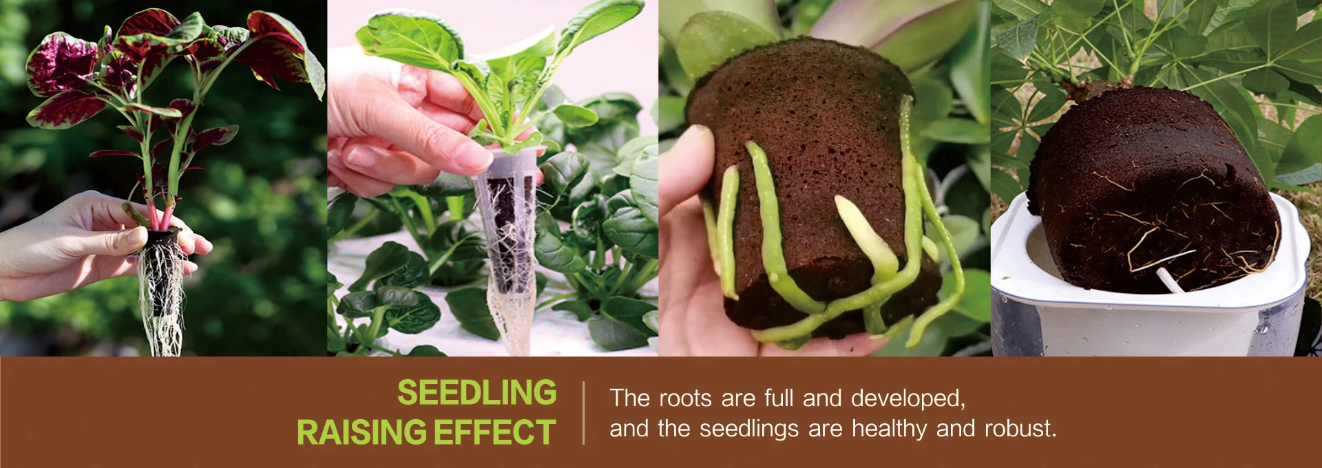 Look at the diagram fill in steam pod seed flower фото 45