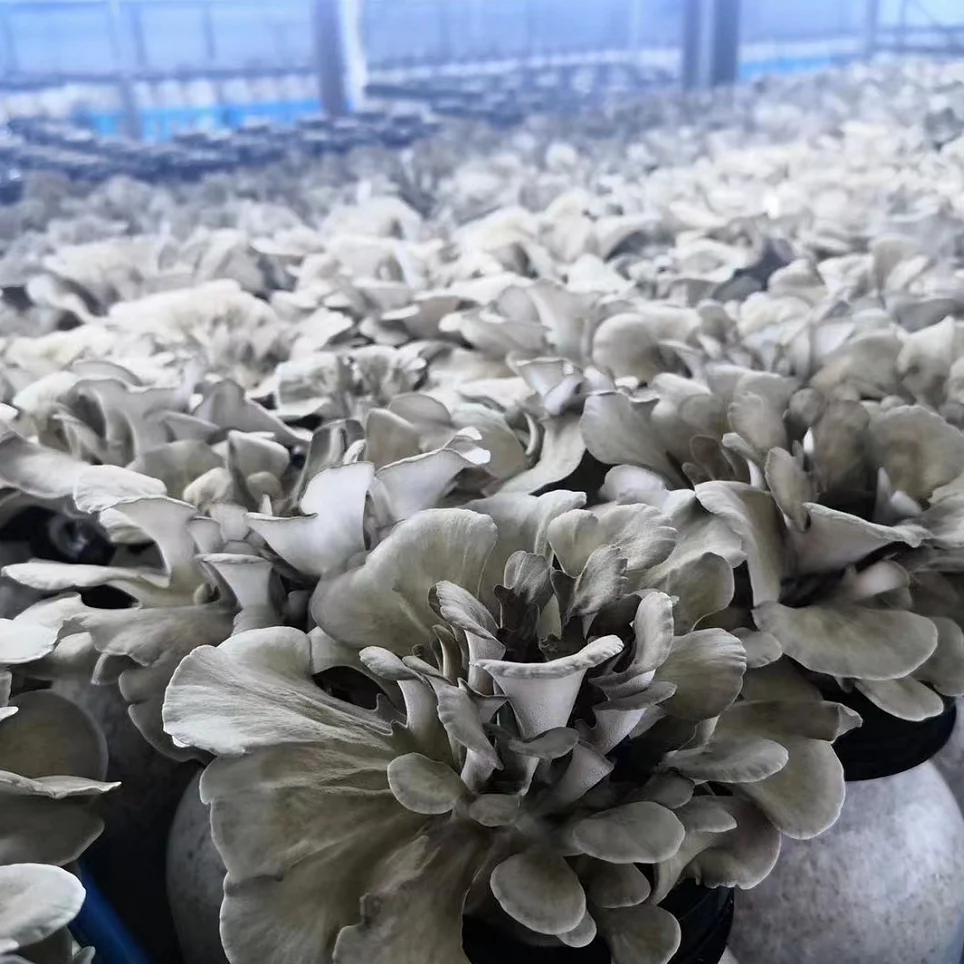 China Grifola Frondosa Maitake Mushrooms Fresh Buy Fresh Maitake