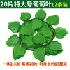 20 extra-large grape leaves-12 pieces