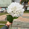 Hortensia français blanc, grande tête unique