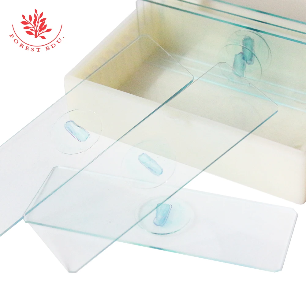 Corn Seed Longitudinal Cut Microscope Slides Monocotyledon Seed Radicle