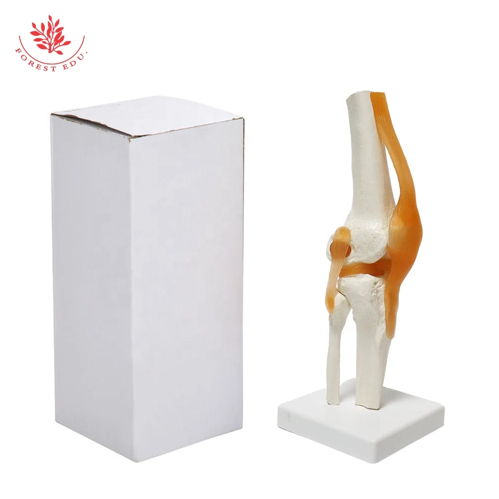 Human Knee Joint Model FRT029 Deluxe Functional Include Ligaments Medical Science Human Anatomical Model