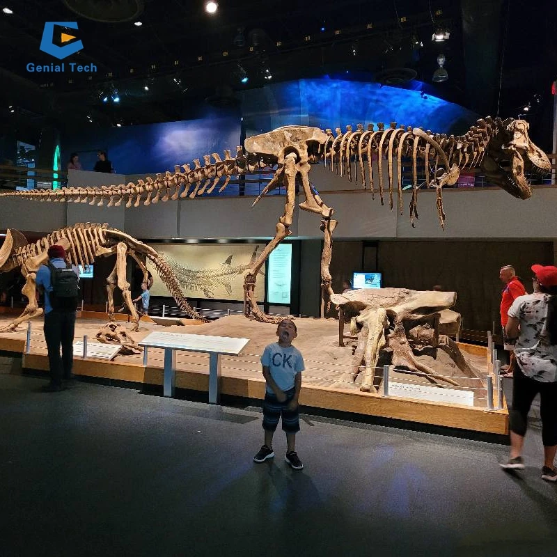 Museum Exhibition Life Size Realistic Dinosaur Replica Skeleton Buy
