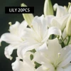 lily