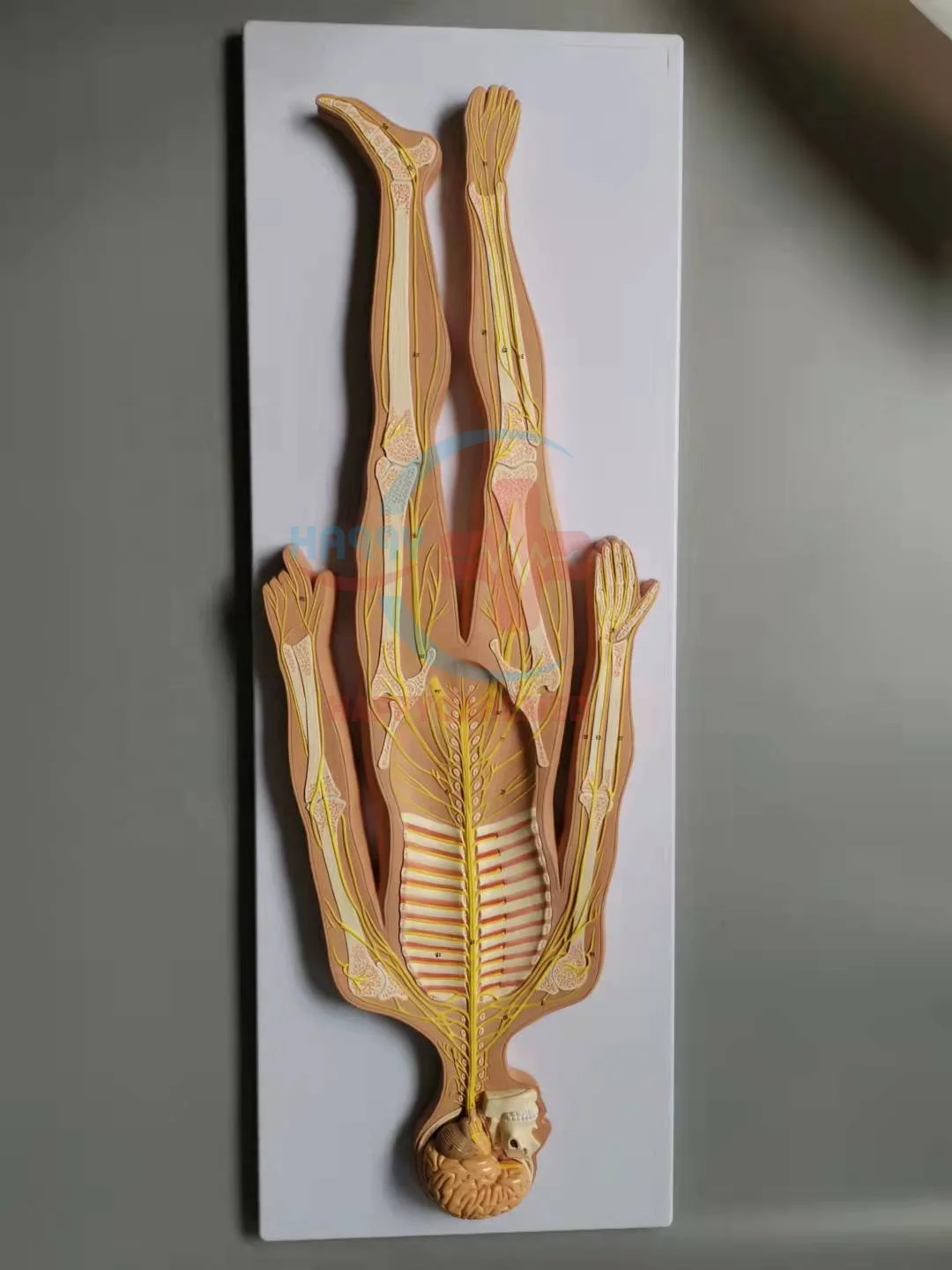 人体模型 MOTORHELIX 1/64 NISSAN SKYLINE GT-R(R34)Z-TUNE 合金汽車模型