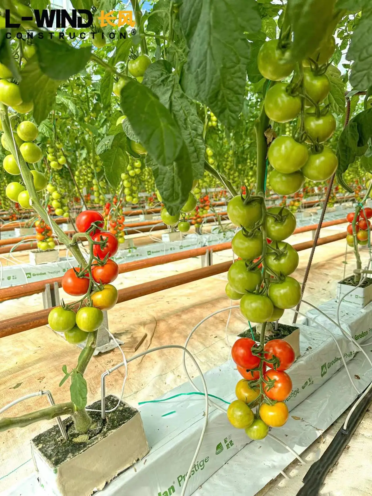Modern Agricultural Glass Cover Green House For Tomato Buy High