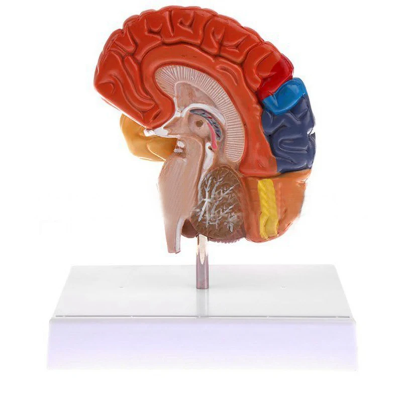 Teaching Resources Medical Science Brain Anatomical Model