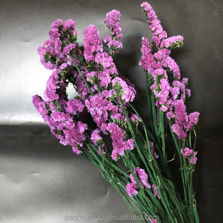 Factory Direct Supply Eternal Flower Lasting Preserved Statice Forget Me  Not Dry Flower for Mother's Day - China Eternal Flower Statice and  Preserved Statice price