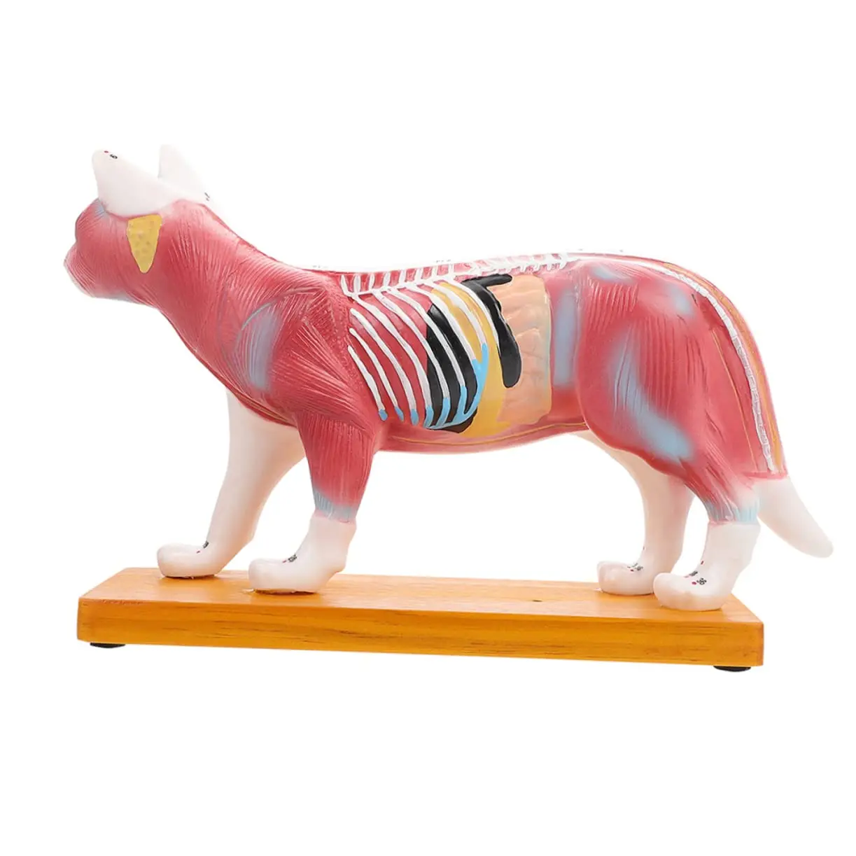 Kyrenmed Cat Acupuncture Model Cat Anatomy Model Animal Pressure Points