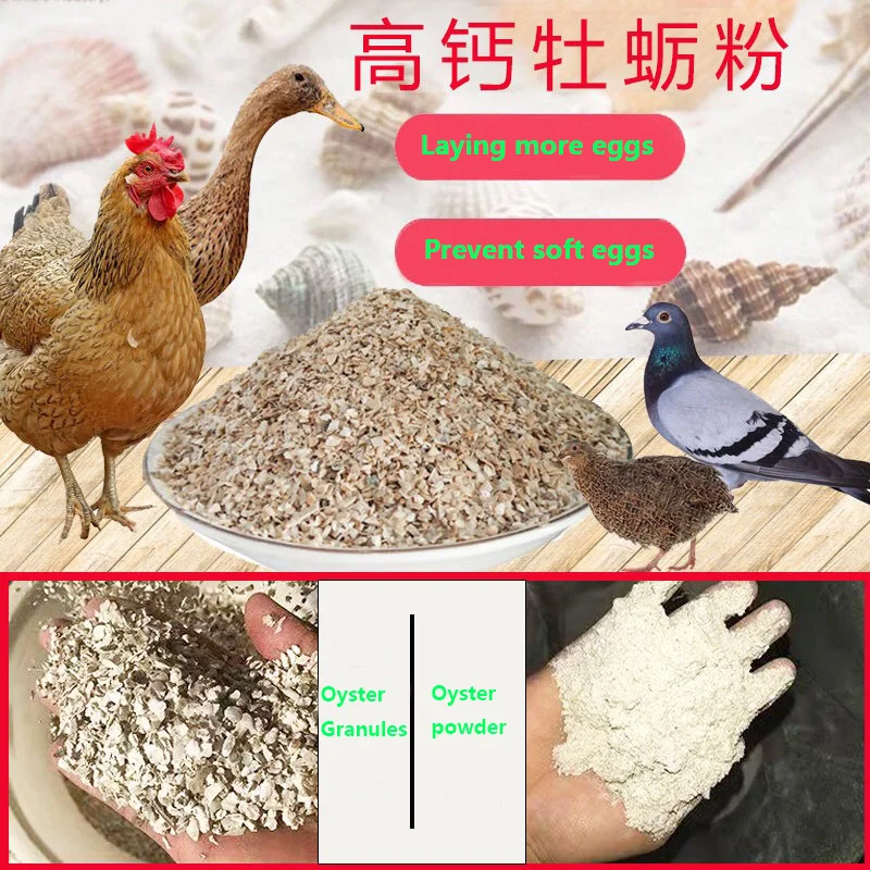 Oyster Shell Bulk Natural Small Pearl Oyster Shells for Crafts DIY Arts Xmas Ornaments