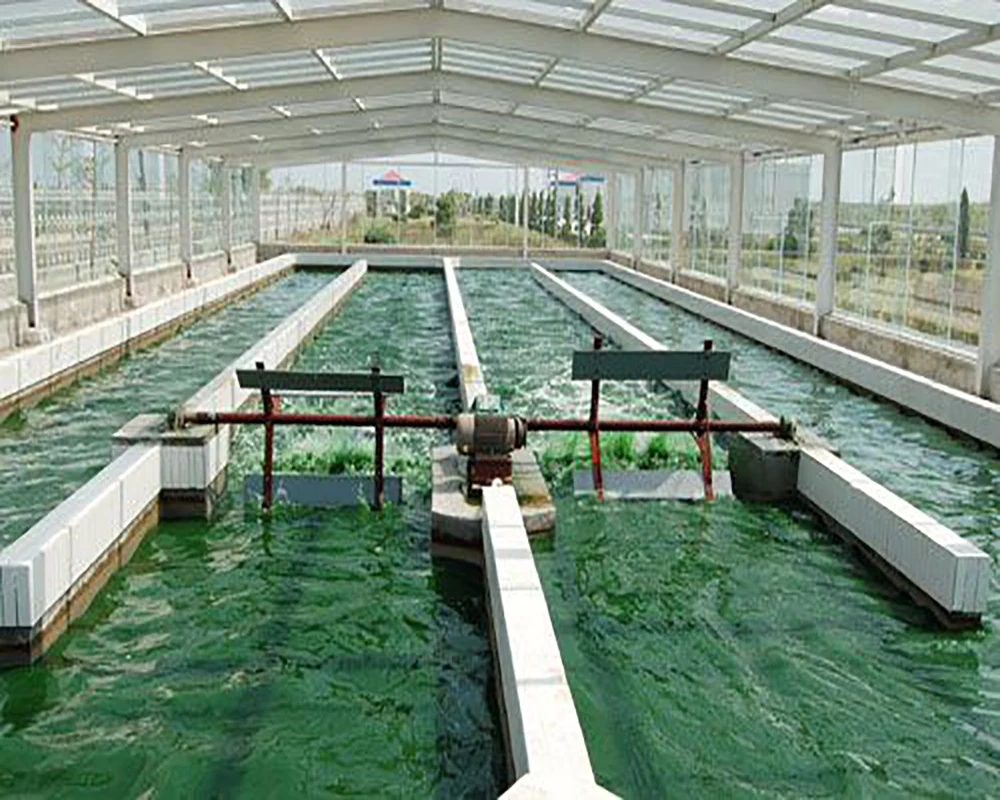 Supper Food Spirulina Tablets 250mg/500mg High Quality Spirulina For