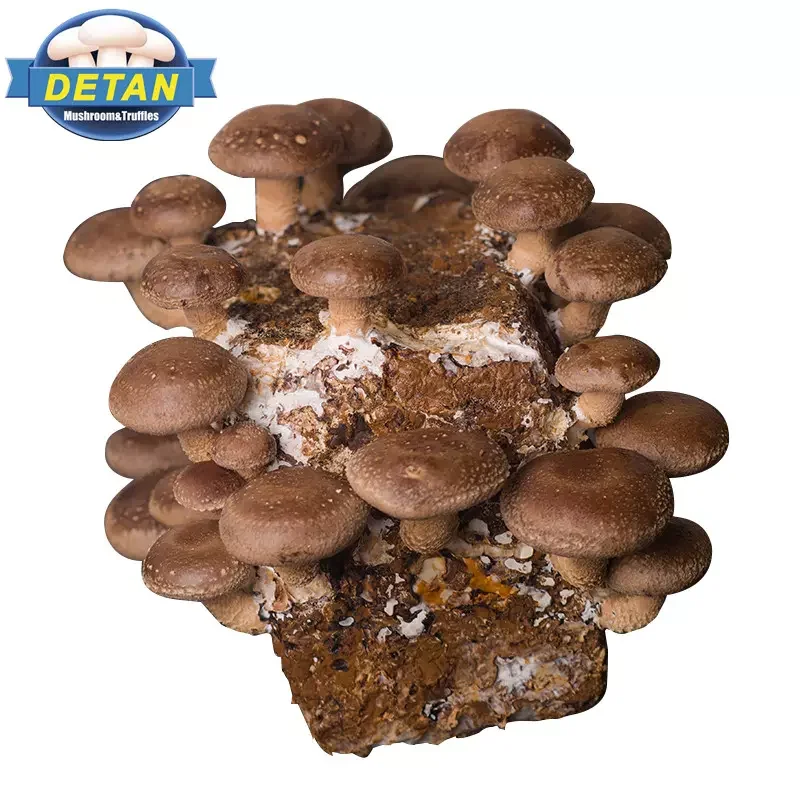 Detan Shiitake Spawn with High Temperature Sterilization Mushroom Farm