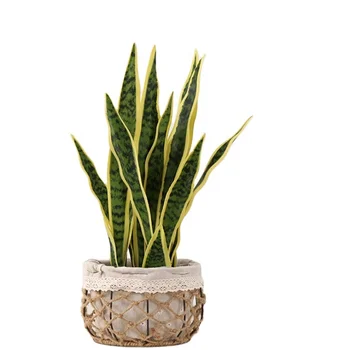 Artificial Snake Plant is A Tropical Artificial Plant for Office Decoration or As a Gift to Friends