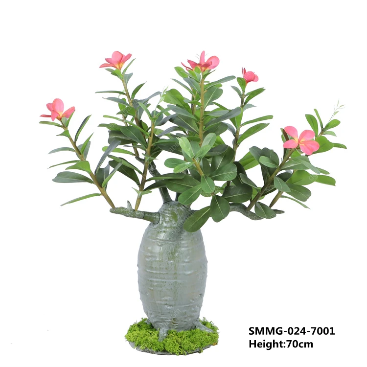 15x Variegated Adenium Obesum (Desert Rose) wholesale
