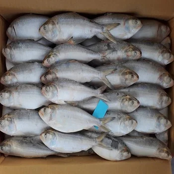 Frozen White Dotted Gizzard Whole Shad Fish