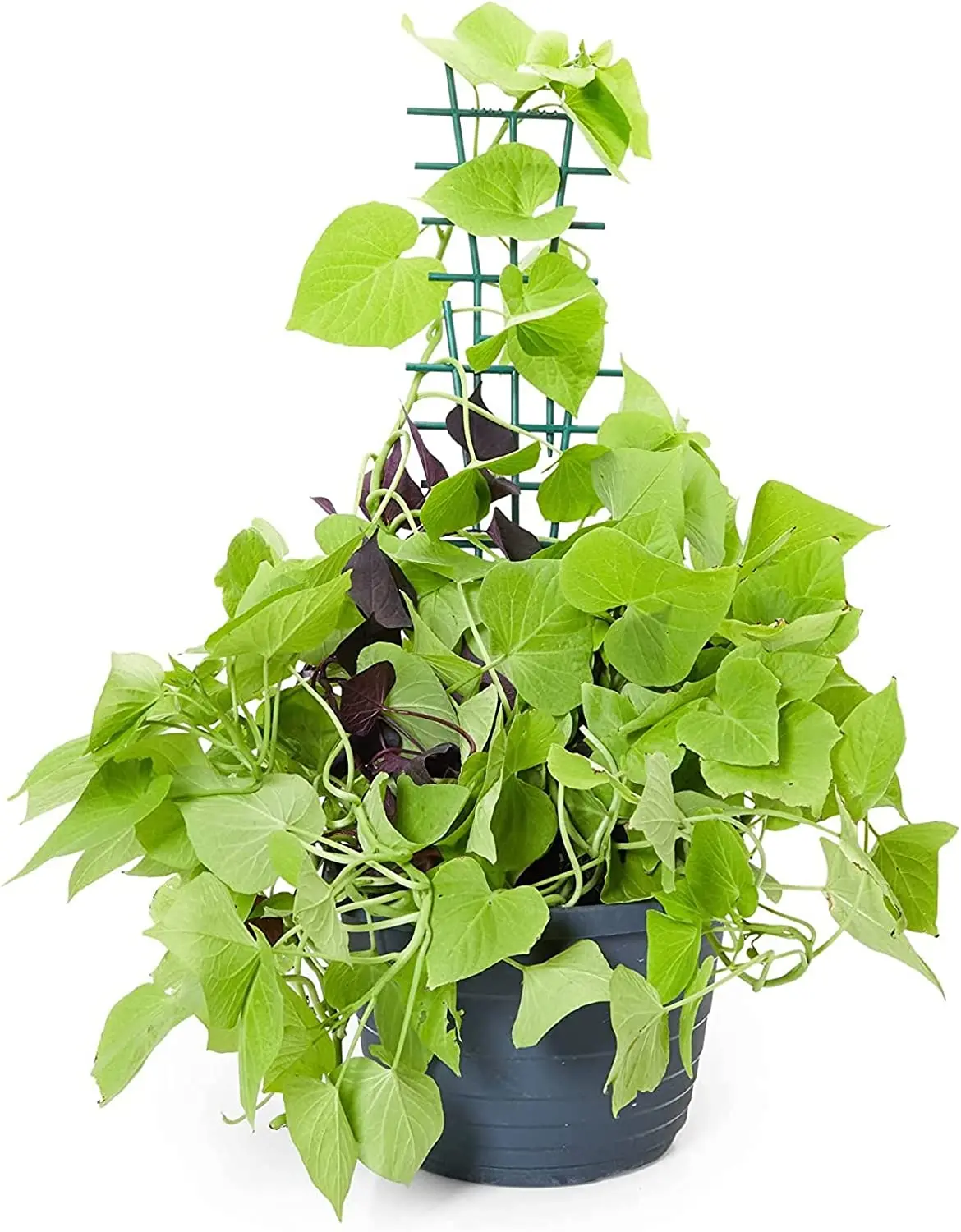 Extendable Mini Plastic Garden Plant Climbing Screen Plant Support