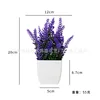 Lavender potted plants