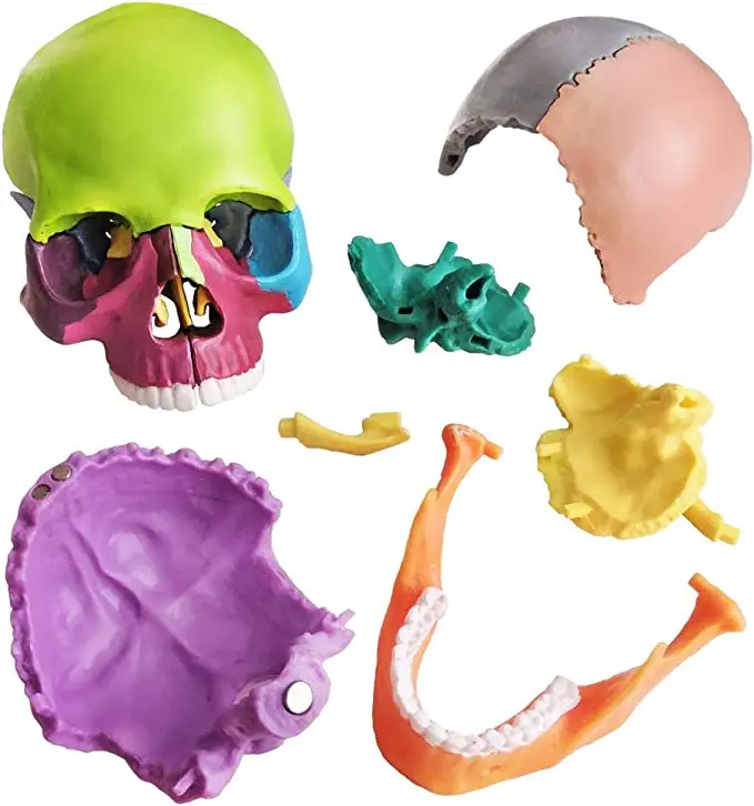 Small Human Skull Anatomy Model Detachable Realistic Head Model for Students 15 Parts Colored Exploded Plastic Skull Model
