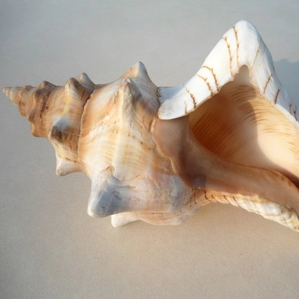 Natural Winding Conch Shells  Shooting Props Fish Tank Aquarium  Exquisite Red Turban Snail Shells   Crimson Spiral Shell