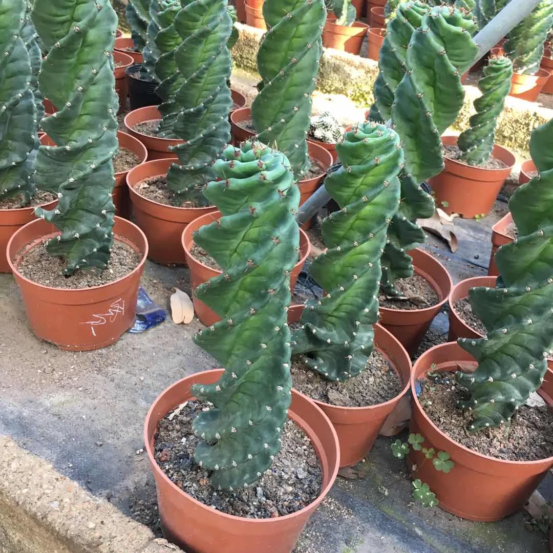 cactus plants for sale online