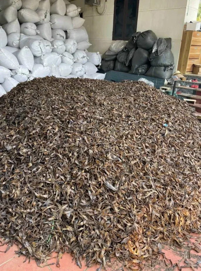 DRIED EARTHWORM SUPPLIER FROM VIETNAM BEST QUALITY BEST SELLING ITEM WITH COMPETITIVE PRICE
