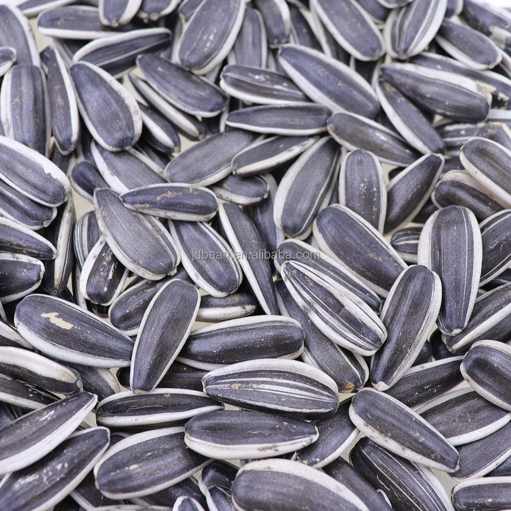 Sunflower Seed 361 363 5009 601 China Origin Bulk Sunflower Seed for Oil Jumbo Sunflower Seeds Raw