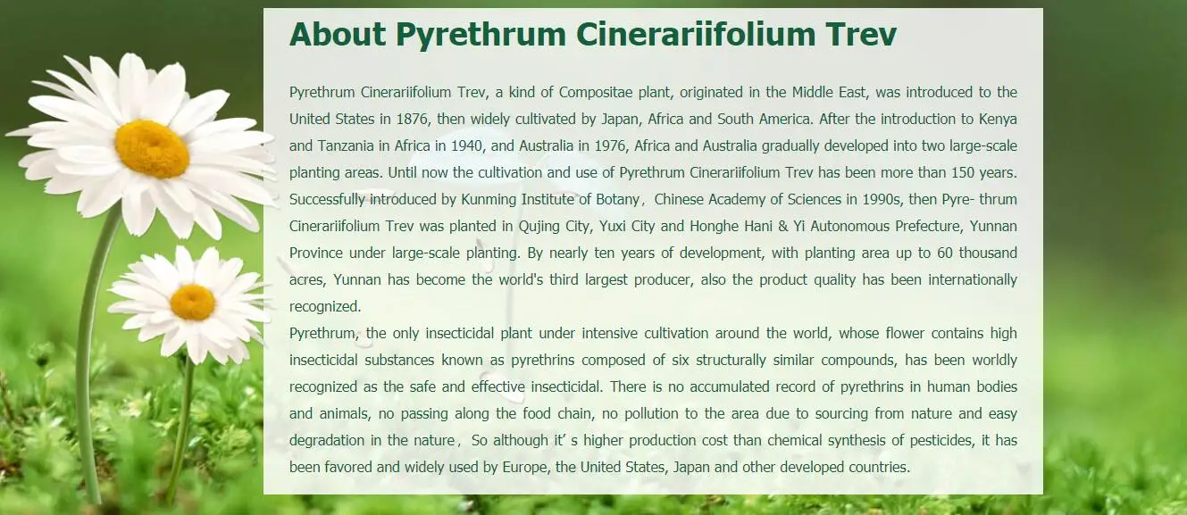baisfu Pure Extract Pyrethrum 25% 50% Minyak cair kuning untuk Pyrethrin pyrethrosin cinerins Pyrethrosin Shampoo hewan 0