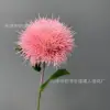 ดอกแดนดิไลอันเดี่ยว - สีชมพู