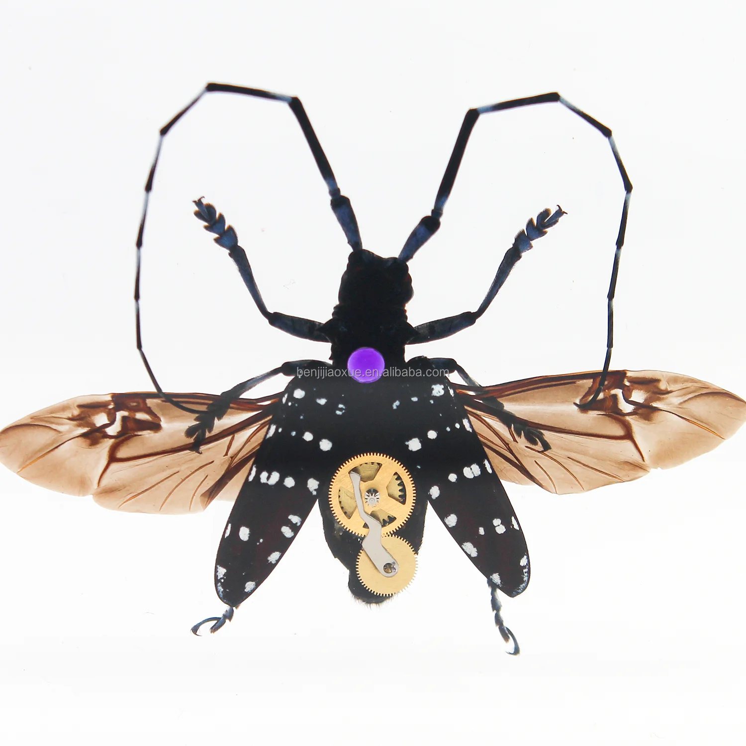 Real-Spider-Specimen-Dried-