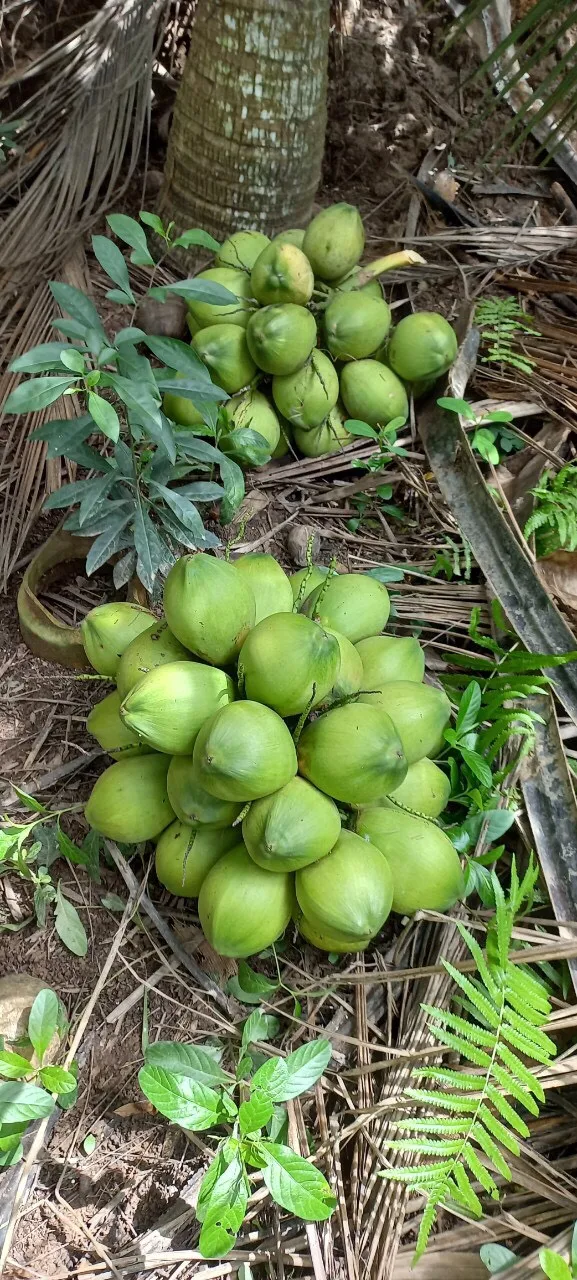 Fresh Young Coconut_ Fresh Young Green Coconut Origin In Vietnam 2022 "high Export Standard
