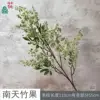Nandina domestica fruit ZLZ Green